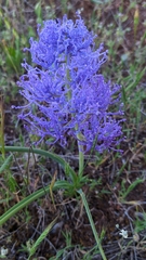Muscari comosum