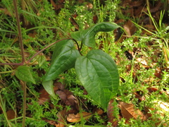 Clematis haenkeana