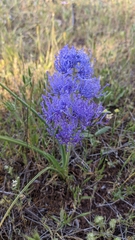 Muscari comosum