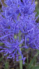 Muscari comosum