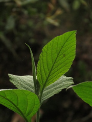 Varronia cylindrostachya