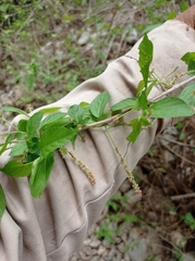 Acalypha leptopoda