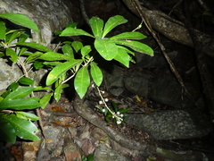 Codiaeum variegatum moluccanum