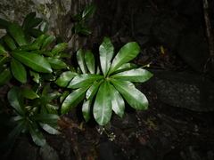 Codiaeum variegatum moluccanum
