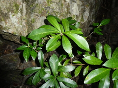 Codiaeum variegatum moluccanum