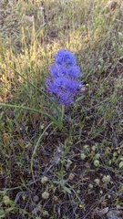 Muscari comosum