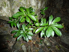 Codiaeum variegatum moluccanum