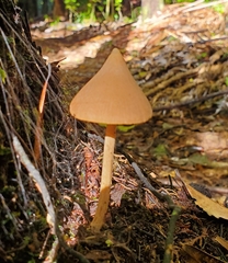 Entoloma latericolor