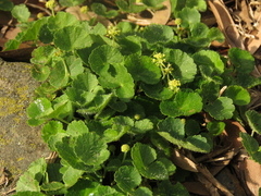Hydrocotyle bonplandii