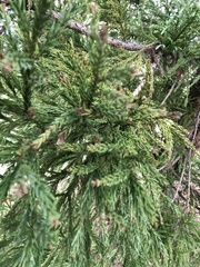 Cryptomeria