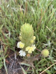 Castilleja rubicundula