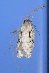 Semioscopis packardella
