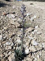 Caulanthus crassicaulis