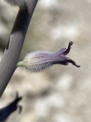 Caulanthus crassicaulis