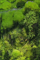 Epilobium pedunculare