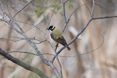 Melithreptus gularis