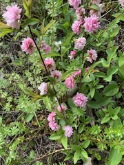 Prunus glandulosa