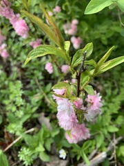 Prunus glandulosa