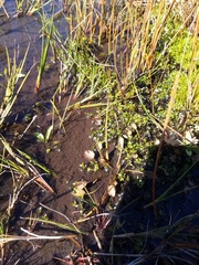 Ranunculus cheesemanii