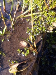 Ranunculus cheesemanii