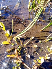 Ranunculus cheesemanii