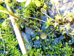 Ranunculus cheesemanii
