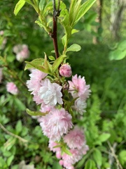 Prunus glandulosa