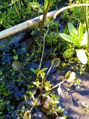 Ranunculus cheesemanii