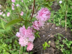Prunus glandulosa