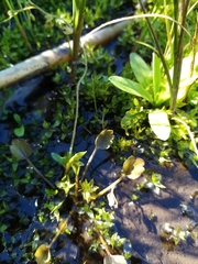 Ranunculus cheesemanii