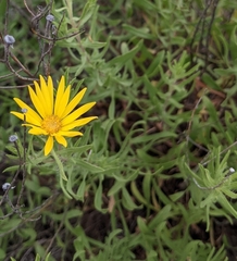 Heterotheca stenophylla