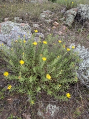 Heterotheca stenophylla