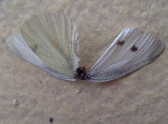 Pieris rapae