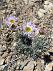 Erigeron argentatus