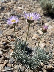 Erigeron argentatus
