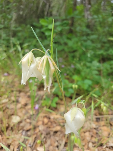 iNaturalist observation photo of White Globe Lily