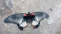 Papilio memnon agenor