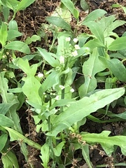 Thlaspi arvense