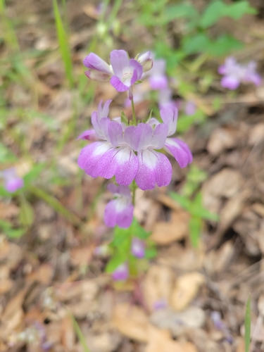iNaturalist observation photo of Purple Chinese Houses