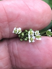 Thlaspi arvense