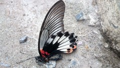 Papilio memnon agenor