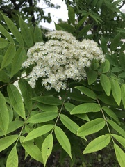 Sorbus commixta