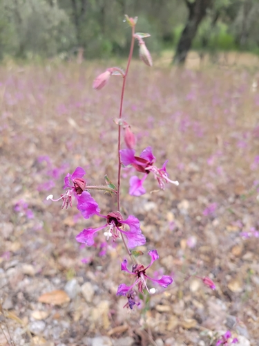 iNaturalist observation photo of Elegant Clarkia