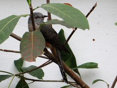 Cacomantis merulinus