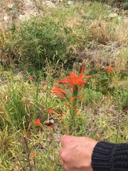 Castilleja minor