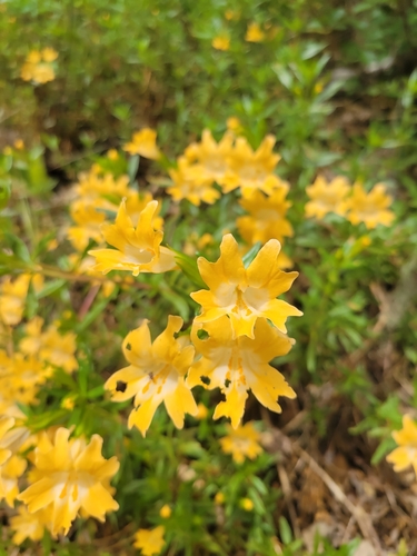 iNaturalist observation photo of orange bush monkeyflower
