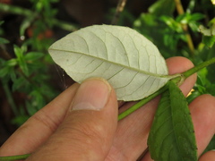 Oligactis sessiliflora