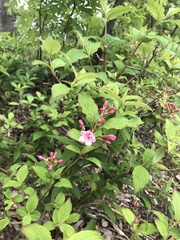 Weigela