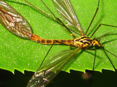 Nephrotoma virgata