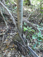 Ptychosperma elegans